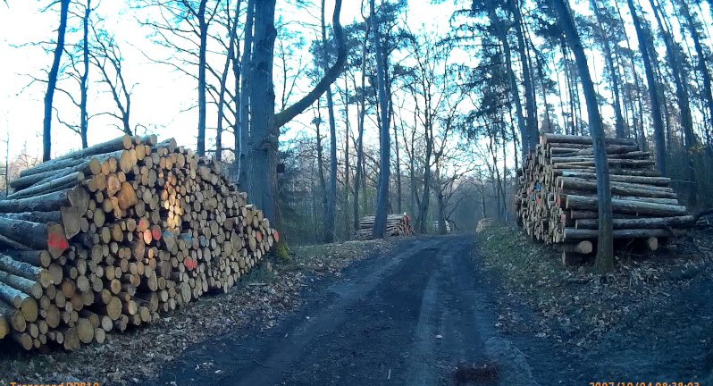 Plünderland Deutschland #Waldraubbau