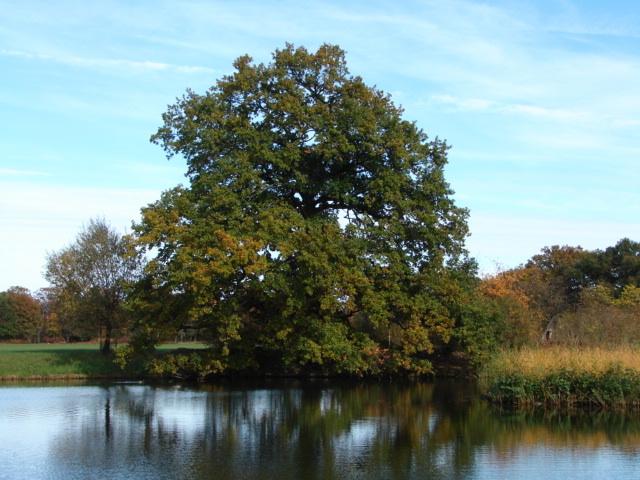 04 baum